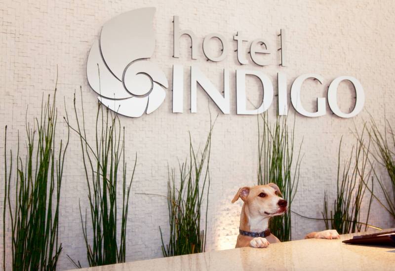 Dog Friendly Hotel Chains