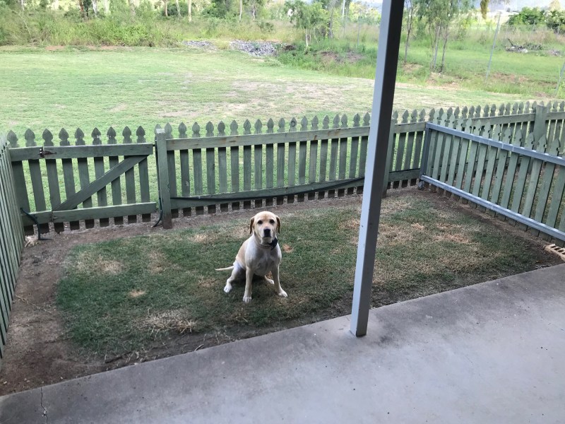 Dog Friendly Motel Rockhampton