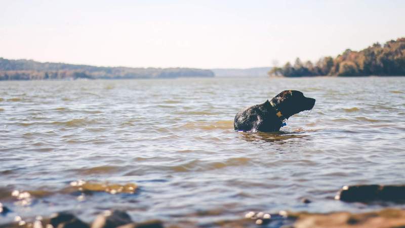 Dog Friendly Places To Swim Near Me