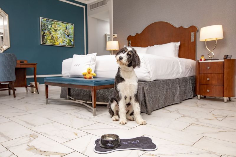 Dog Friendly Resorts On East Coast