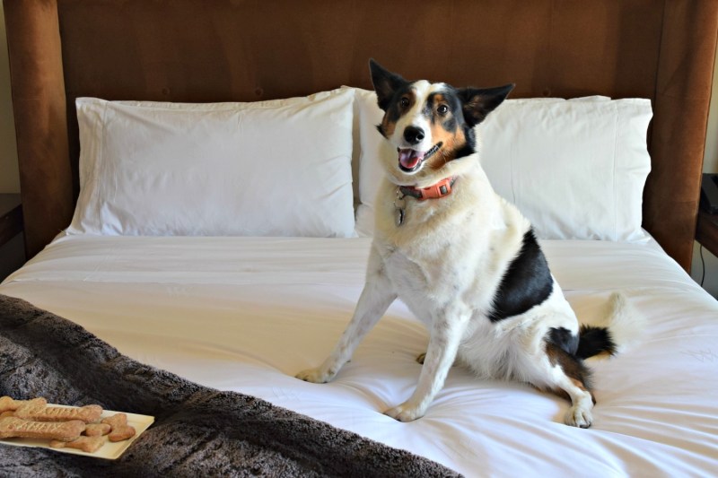 Dog Friendly Resorts Vermont