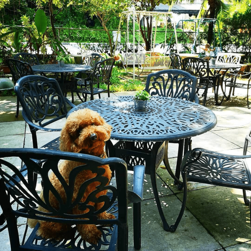 Dog Friendly Restaurants Near Me Outdoor