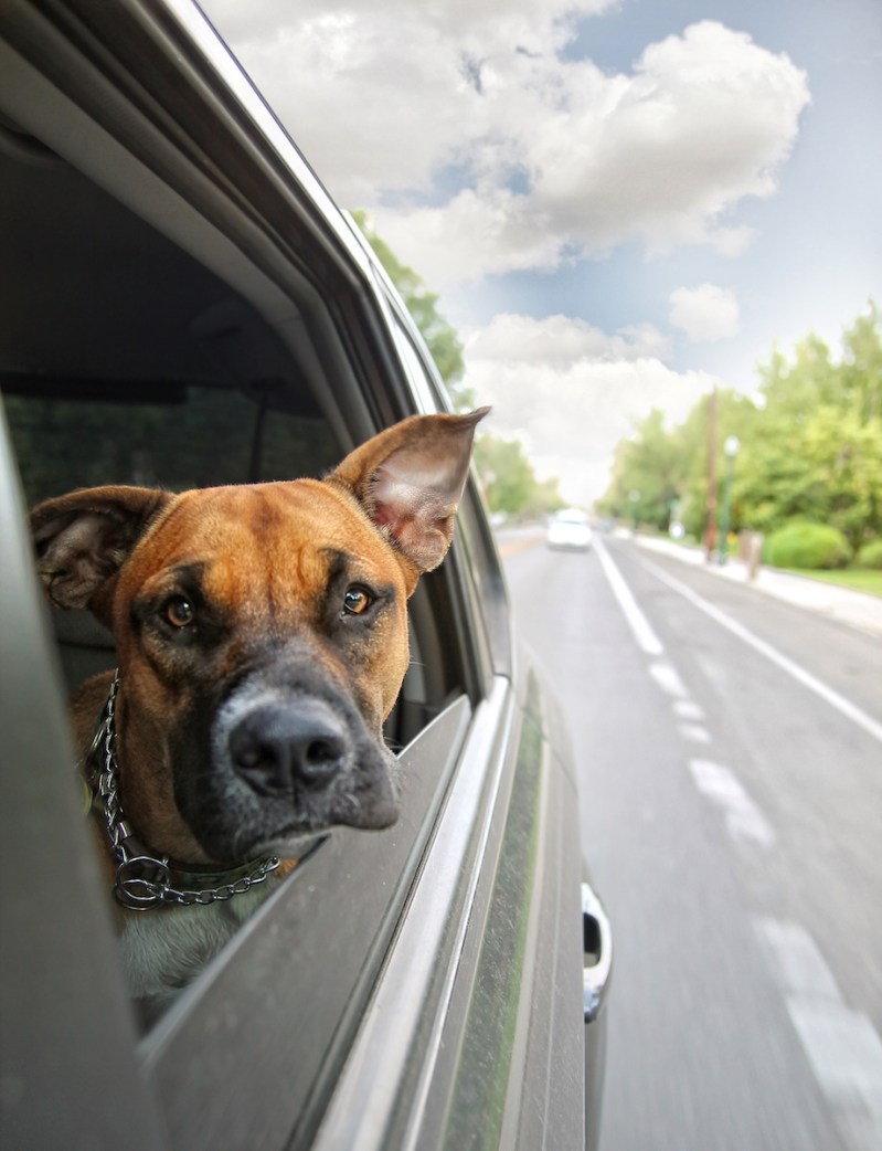 Dog Friendly Road Trips East Coast