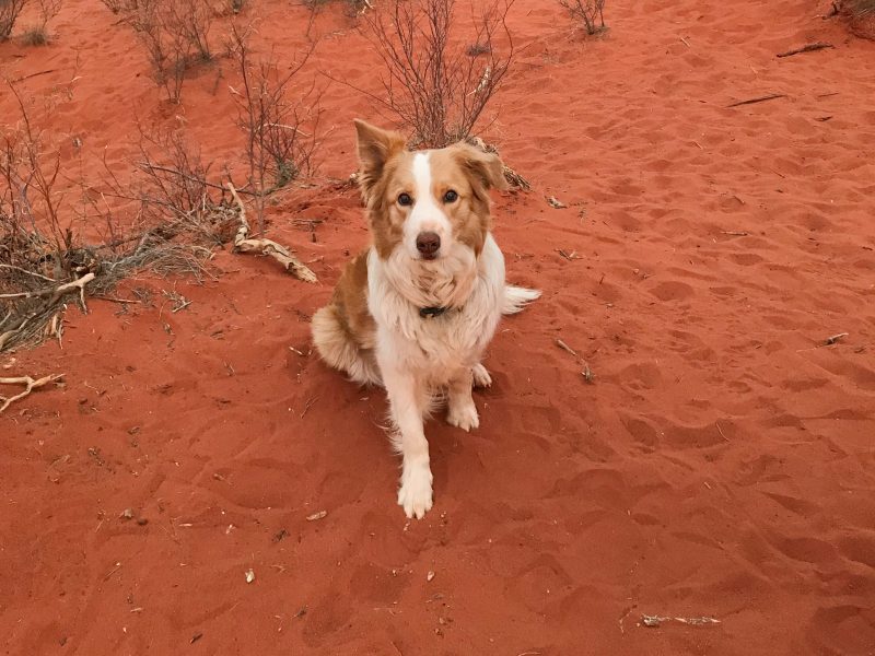 Dog Friendly Travel Australia