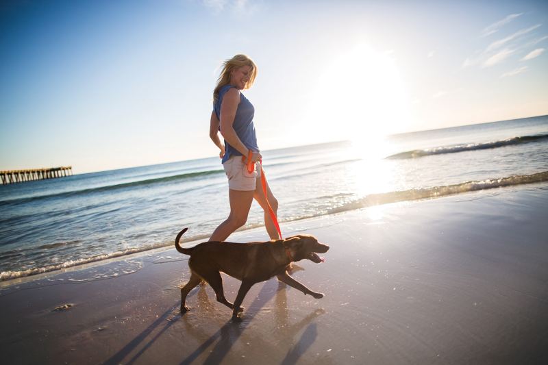 Dog Friendly Vacation Rentals Beach