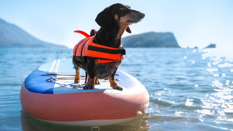 Dog Friendly Vacations In Arizona