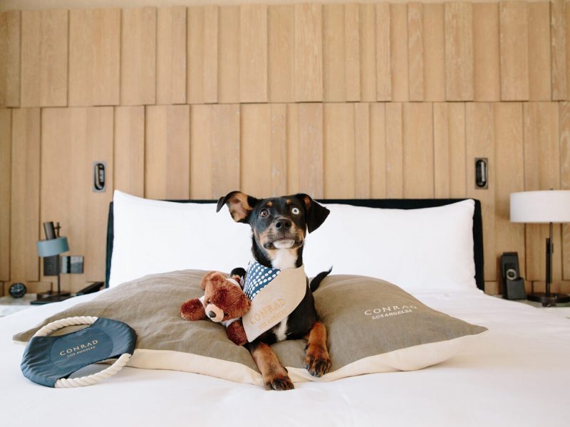 Dog-friendly Vacations In Southern California