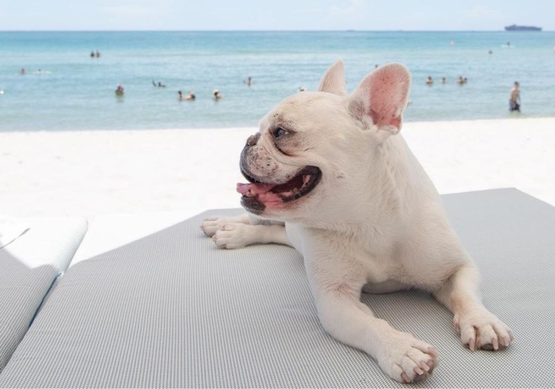 Dog Friendly Vacations Michigan