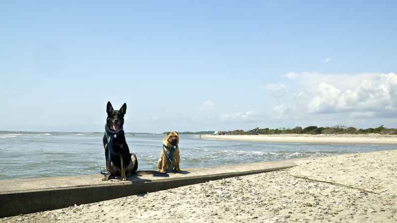 Dog Friendly Vacations South Carolina