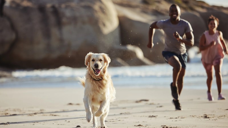 Dog Friendly Vacations Southern California