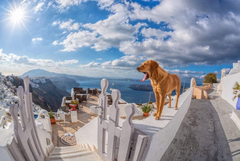 Great Vacations With Your Dog