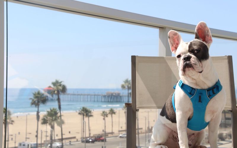 Luxury Vacations With Dogs