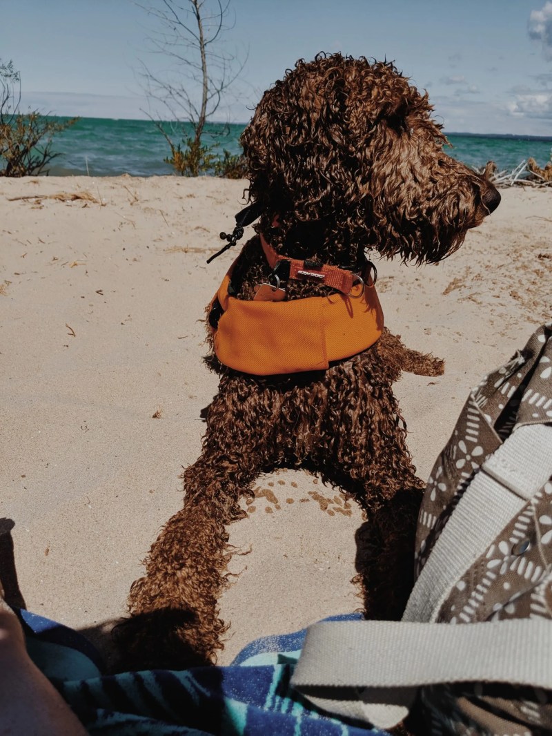 Michigan Vacations With Dogs