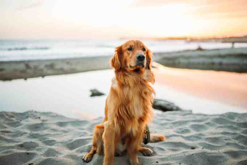 Off Leash Dog Friendly Beaches Near Me