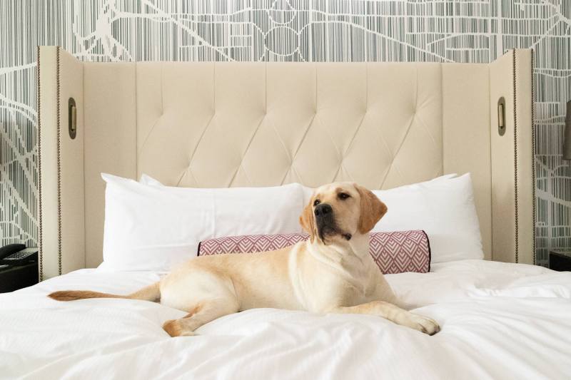 Pet Friendly Hotel Washington