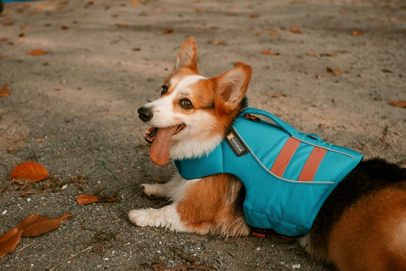 Pet Friendly Places To Visit Near Me