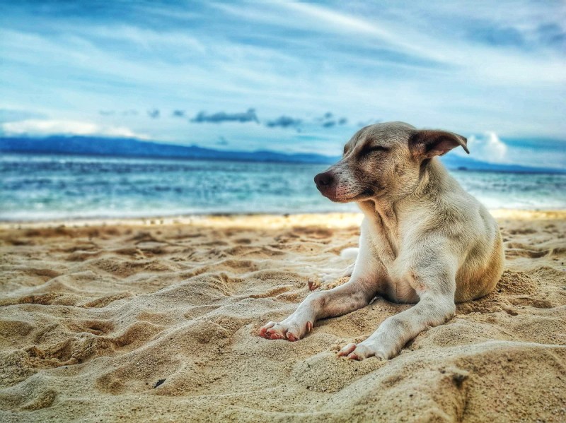 Pet Friendly Vacation Spots Near Me