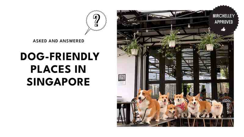 Places To Rent Dog Friendly Near Me