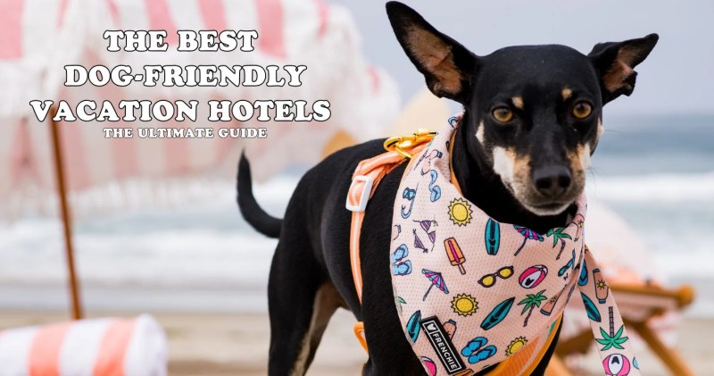 The Best Dog Friendly Vacations