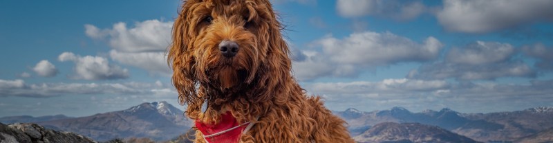 Trips With Dogs Uk