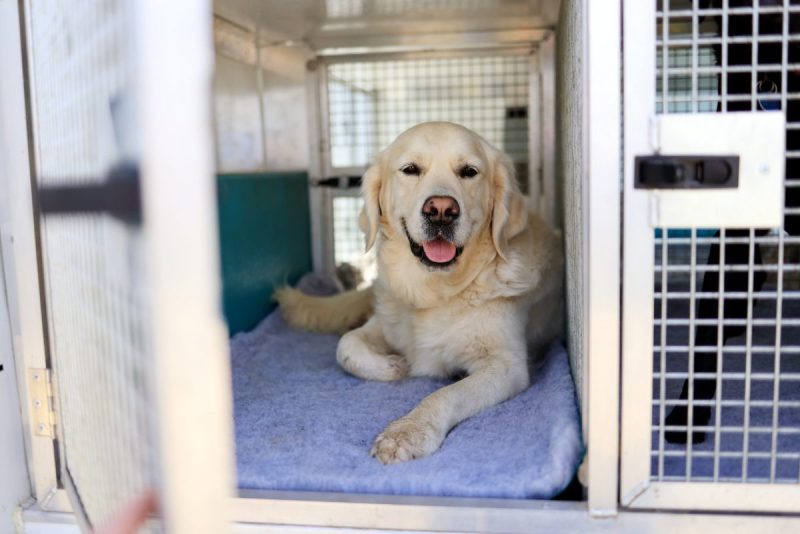 Vacation Dog Boarding Near Me