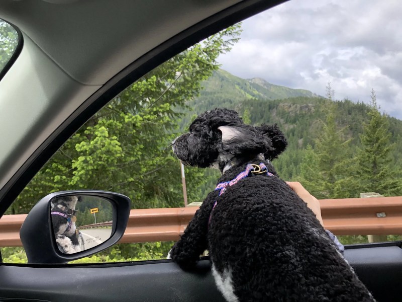 Vacation Dog Leash Scene