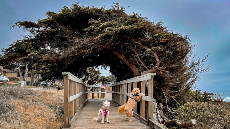 Vacation Spots Near Me Dog Friendly