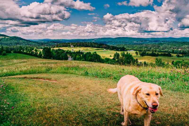 Vacations With Large Dogs