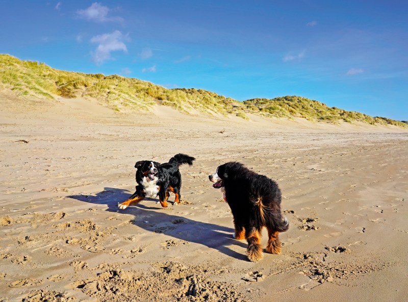 Weekend Getaways With Dogs Uk