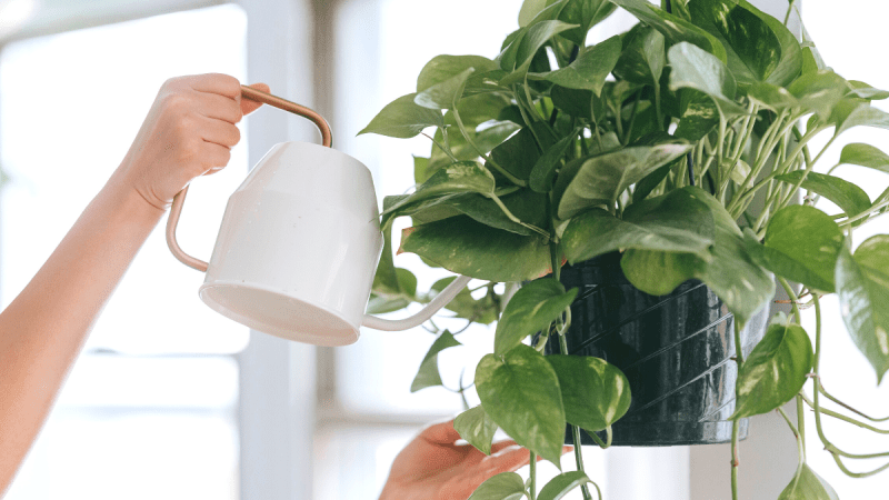 What To Do With My Plants While On Vacation