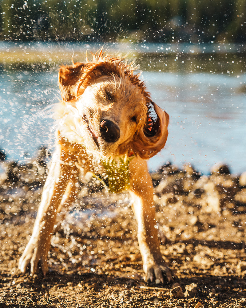 Winter Vacations With Dogs