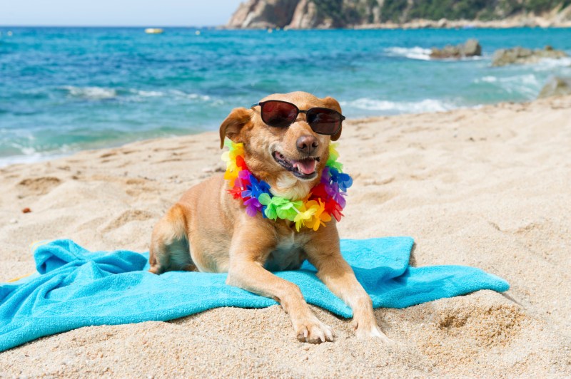 Beach Vacations With Dogs