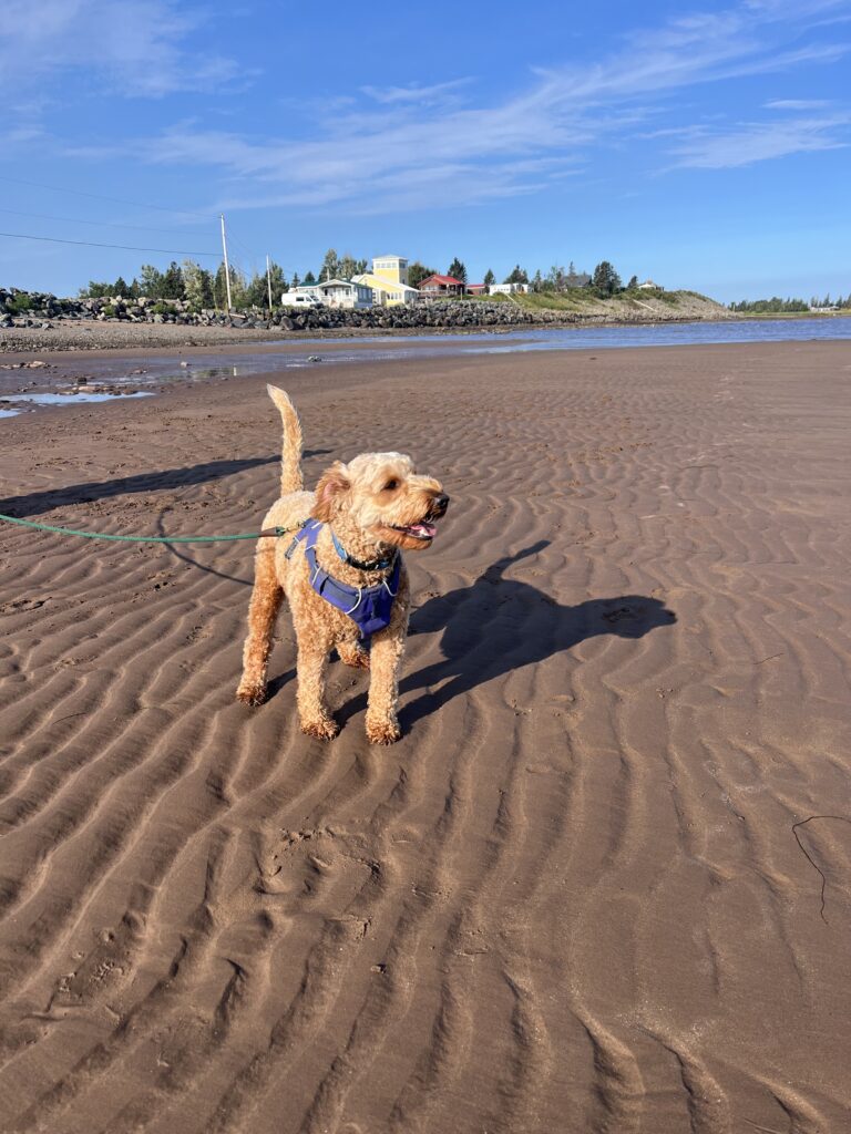 Beaches That Are Dog Friendly Near Me