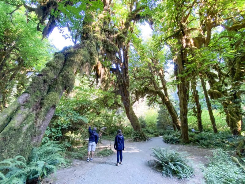 Best Day Hikes In Olympic National Park