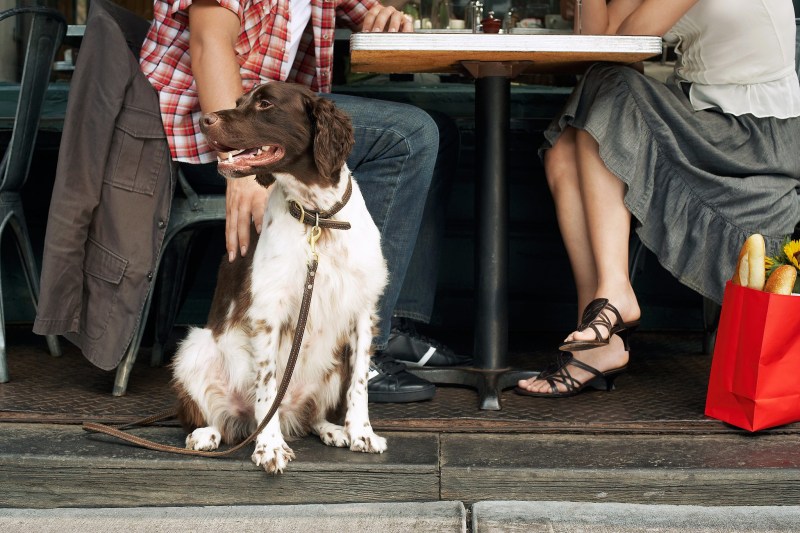 Best Dog Friendly Bars Near Me