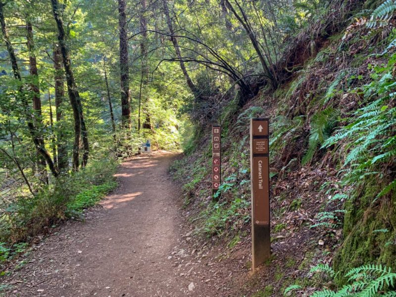 Best Dog Friendly Bay Area Hikes