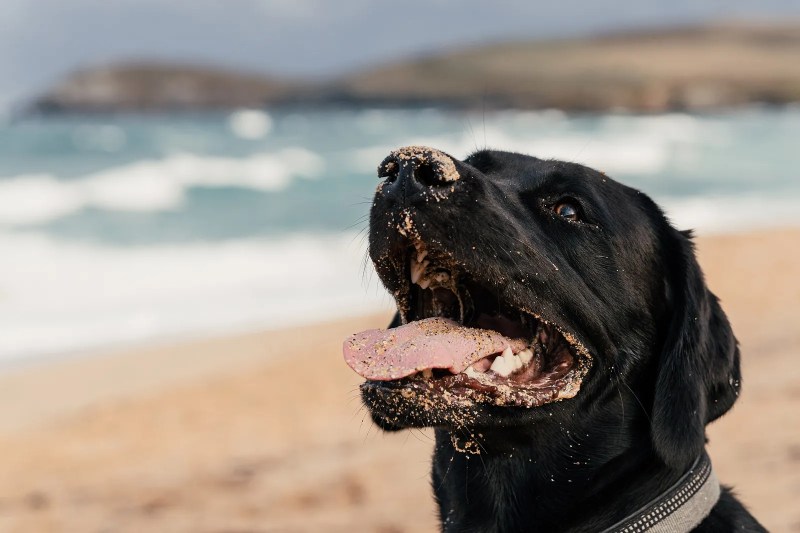 Best Dog Friendly Beach Holidays