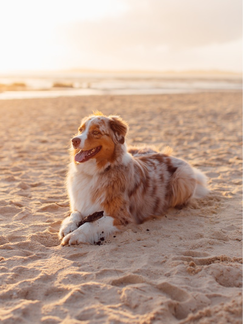 Best Dog Friendly Beaches East Coast