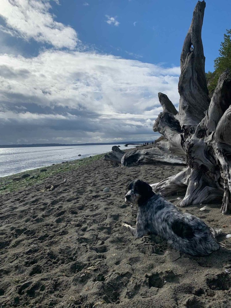 Best Dog Friendly Beaches Near Me