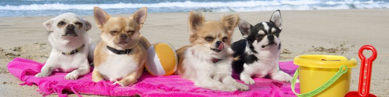 Best Dog Friendly Beaches On East Coast