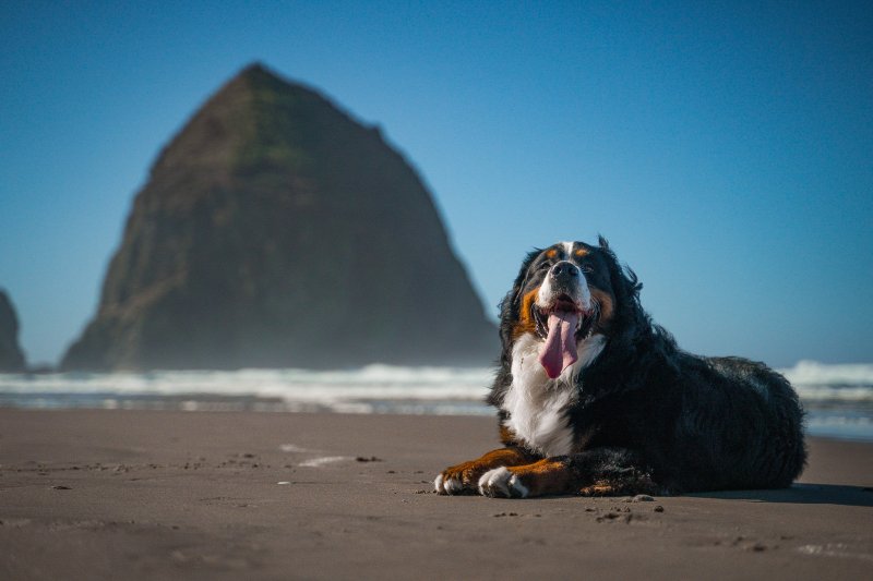 Best Dog Friendly Beaches Oregon Coast