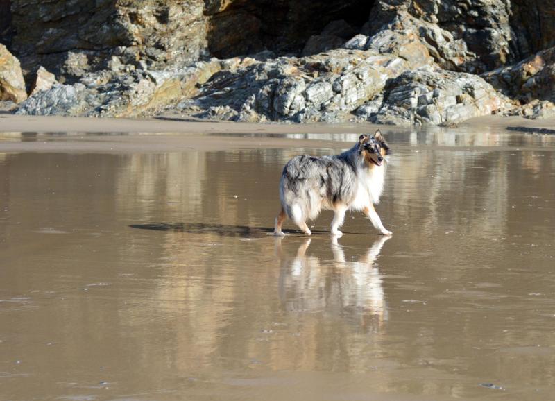 Best Dog Friendly Beaches South Coast Uk