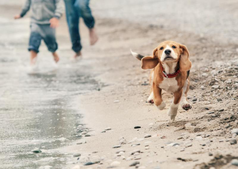 Best Dog Friendly Beaches Uk