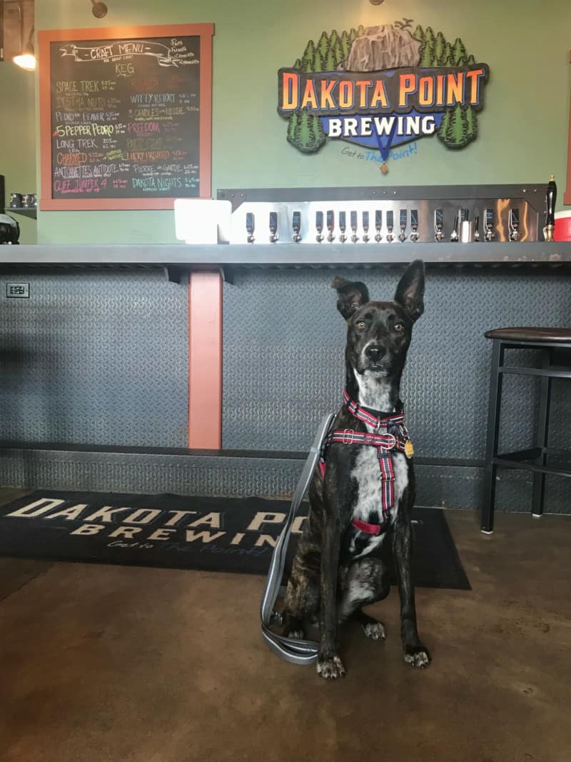 Best Dog Friendly Breweries Denver