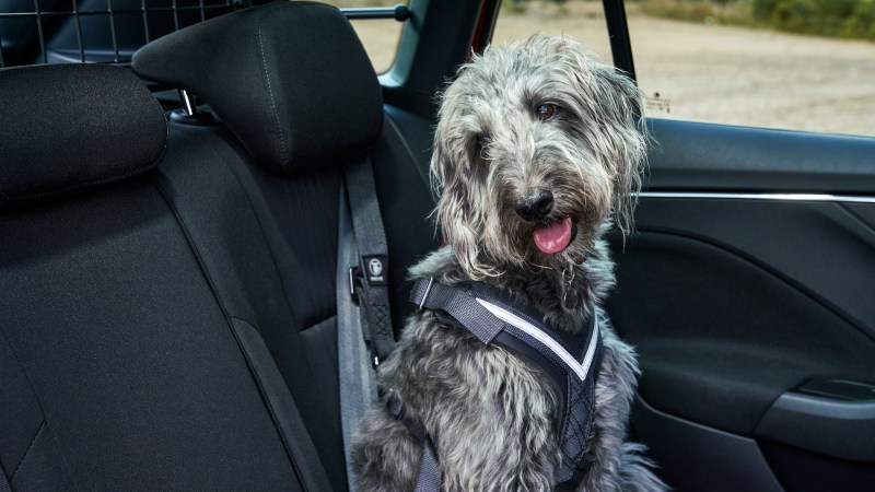 Best Dog Friendly Cars