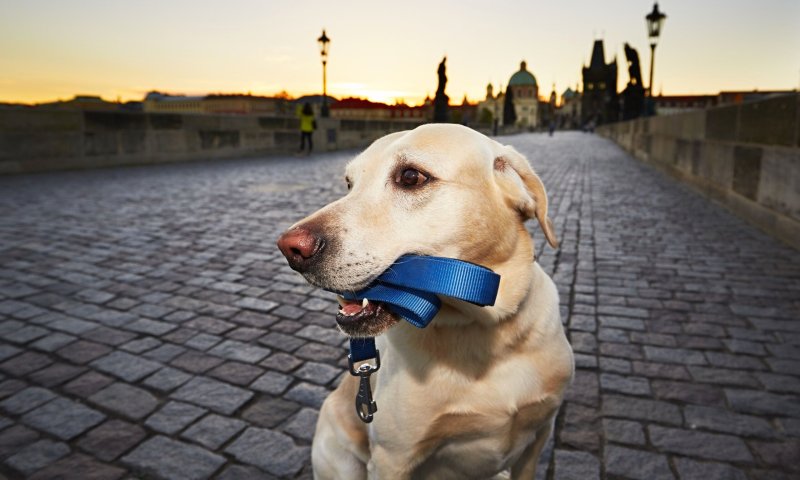 Best Dog Friendly Cities In The Us