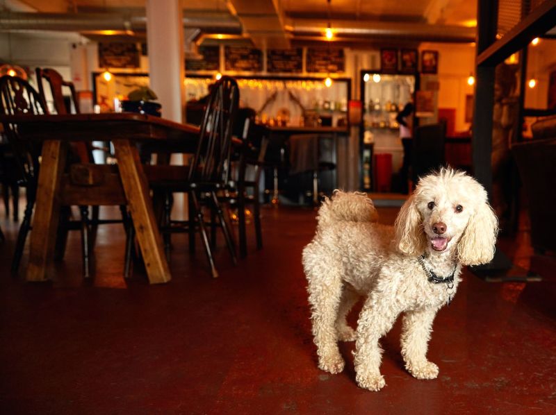 Best Dog Friendly Fish And Chips Whitby