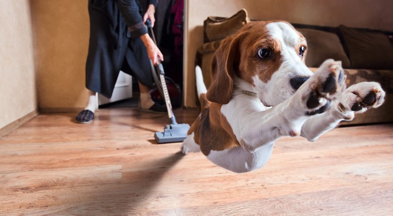 Best Dog Friendly Flooring