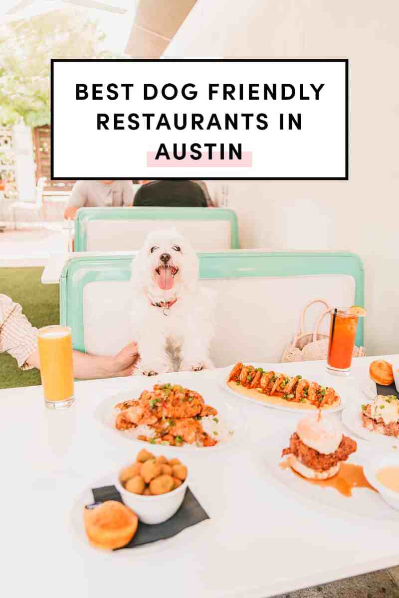 Best Dog Friendly Food Places Near Me