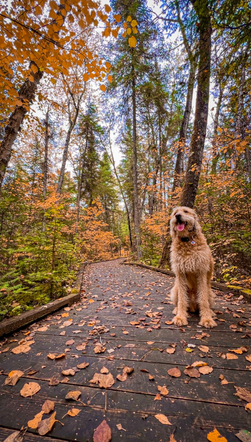 Best Dog Friendly Hikes Bay Area